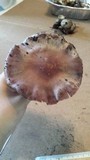 Cortinarius lucorum image