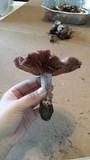 Cortinarius lucorum image