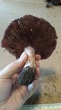 Cortinarius lucorum image