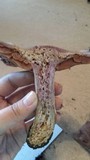Cortinarius lucorum image