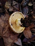 Floccularia albolanaripes image