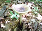 Amanita brunnescens image
