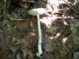 Amanita brunnescens image