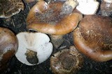 Tricholoma fracticum image