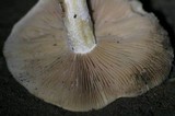 Hebeloma crustuliniforme image