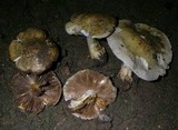 Hebeloma crustuliniforme image