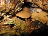 Hohenbuehelia petaloides image