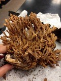 Ramaria stricta image