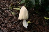 Coprinellus flocculosus image
