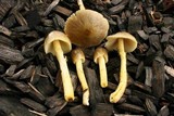 Bolbitius titubans var. olivaceus image