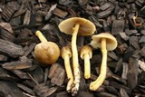 Bolbitius titubans var. olivaceus image