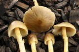 Bolbitius titubans var. olivaceus image