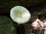 Amanita multisquamosa image