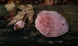 Fomitopsis cajanderi image