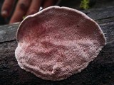 Fomitopsis cajanderi image