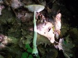 Amanita multisquamosa image