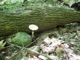 Amanita multisquamosa image