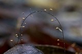 Manuripia bifida image