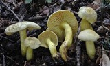 Tricholoma sulphureum image