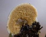 Redeckera fulvum image