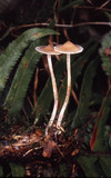 Baeospora myosura image