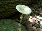 Amanita multisquamosa image