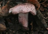 Inocybe adaequata image