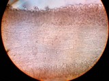 Inocybe adaequata image
