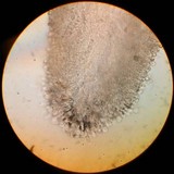 Inocybe adaequata image