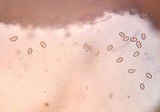 Inocybe adaequata image