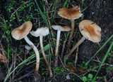 Rhodocollybia butyracea image