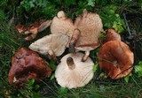 Tricholoma fracticum image