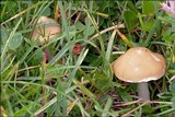 Melanoleuca evenosa image