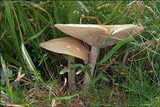 Melanoleuca evenosa image