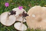 Melanoleuca evenosa image