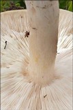 Melanoleuca evenosa image