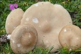 Melanoleuca evenosa image