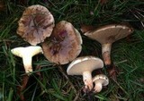 Suillus bellinii image