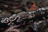 Peniophora albobadia image