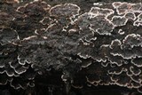 Peniophora albobadia image