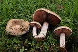 Agaricus cupreobrunneus image