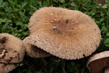 Agaricus cupreobrunneus image