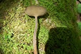 Helvella macropus image