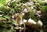 Helvella macropus image