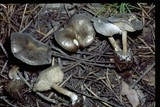 Melanoleuca melaleuca image