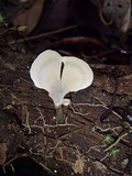 Polyporus leprieurii image