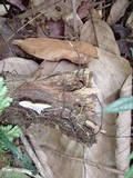 Polyporus leprieurii image