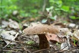 Lactarius gerardii image