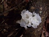 Tremella fuciformis image