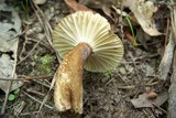 Lactarius gerardii image